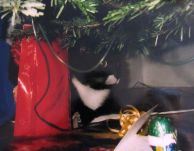 Bubi bei seinen Weihnachtsvorbereitungen