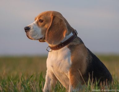 Elchleder Halsbänder von einer Hundefrisörin aus Naila