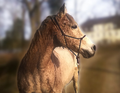 Shethan - mein Araber Wallach