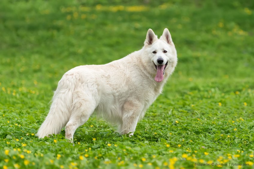 Schäferhund mit Futtermittelallergie