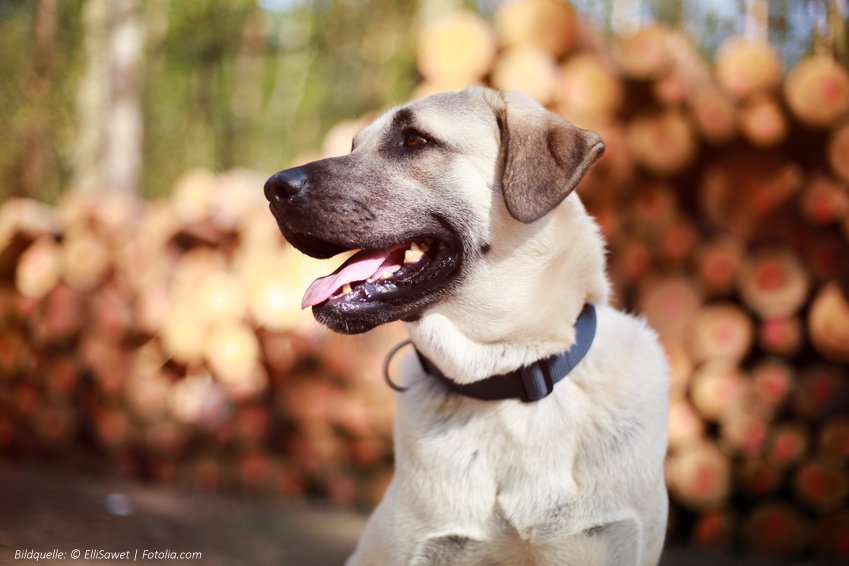 Kangal Hündin